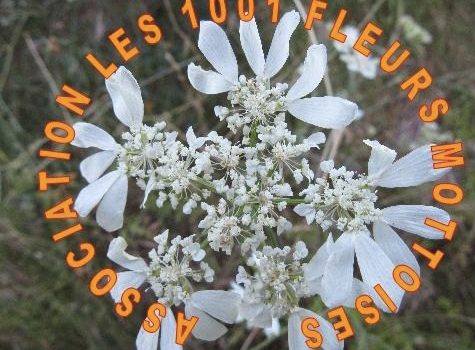 Une association remarquable : Les 1001 fleurs Mottoises Une association remarquable : Les 1001 fleurs Mottoises