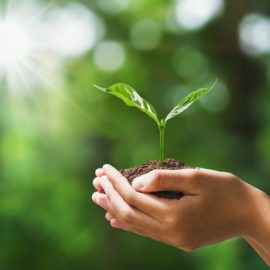 COVID-19 : La vente de plants et semences alimentaires sont de nouveau disponible ! COVID-19 : La vente de plants et semences alimentaires sont de nouveau disponible !