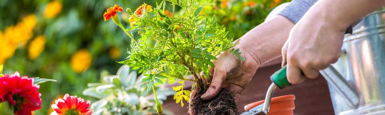 Horticulture