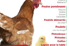 Vente de volailles dans votre jardinerie le muy de 8h30 à 12h, samedi 25 Octobre 2014