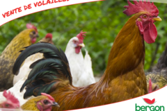 Vente de volailles dans votre jardinerie Bergon, 2016