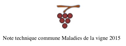 Maladies-de-la-vigne