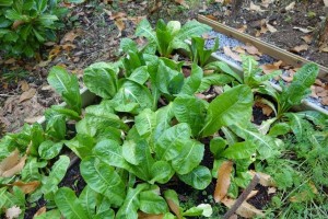 cultiver ses endives