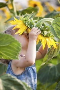 Petit garçon dans un champ de tournesol