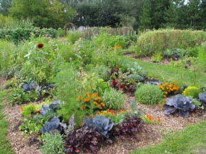 Différentes parcelles de terrain dans un jardin partagé