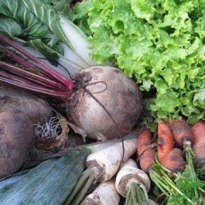 Navets, carottes, salades… La récolte du jardin pour des plats plein de saveurs