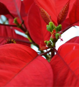 Poinsettia 3