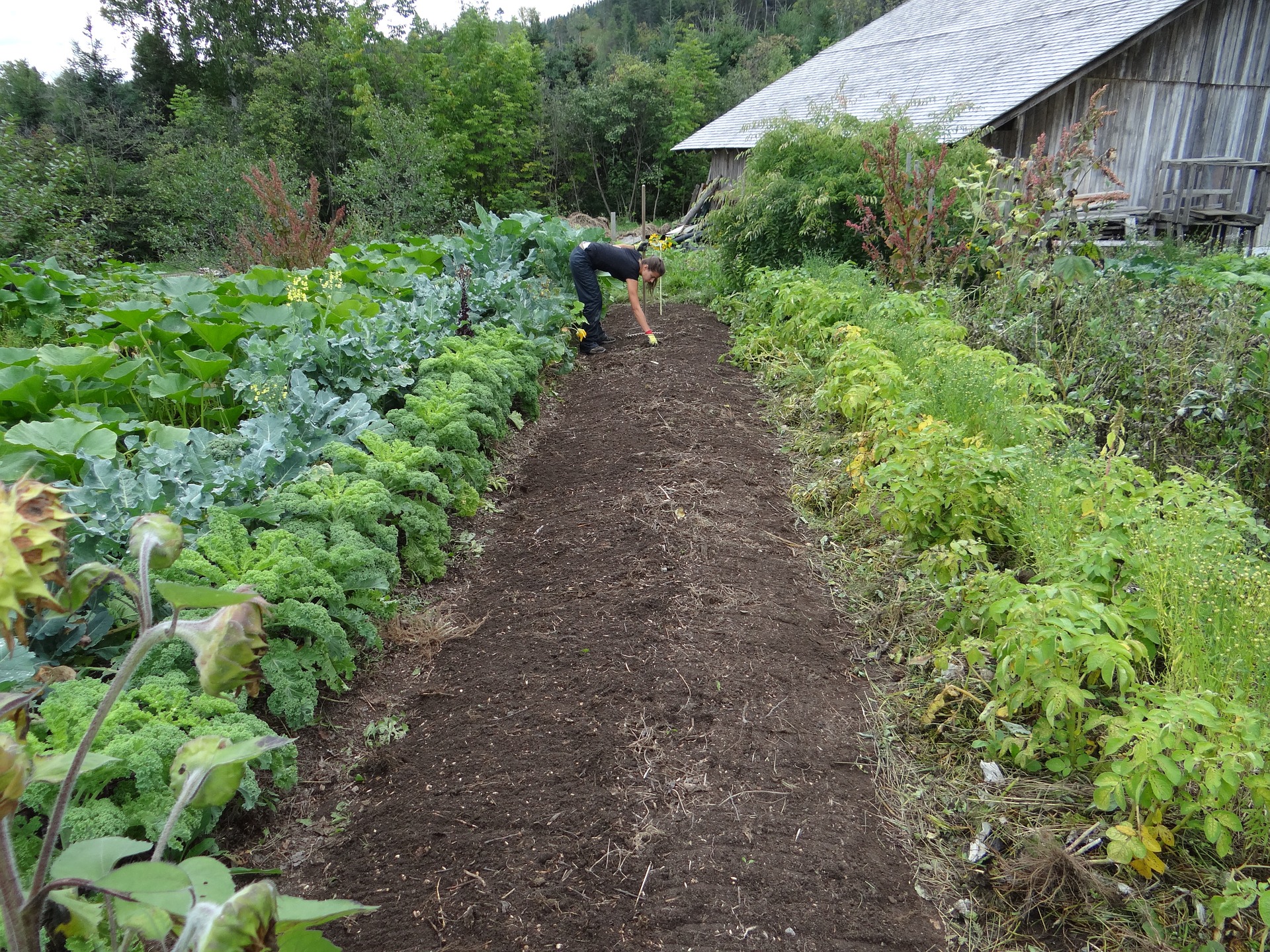 réussir le traitement du jardin