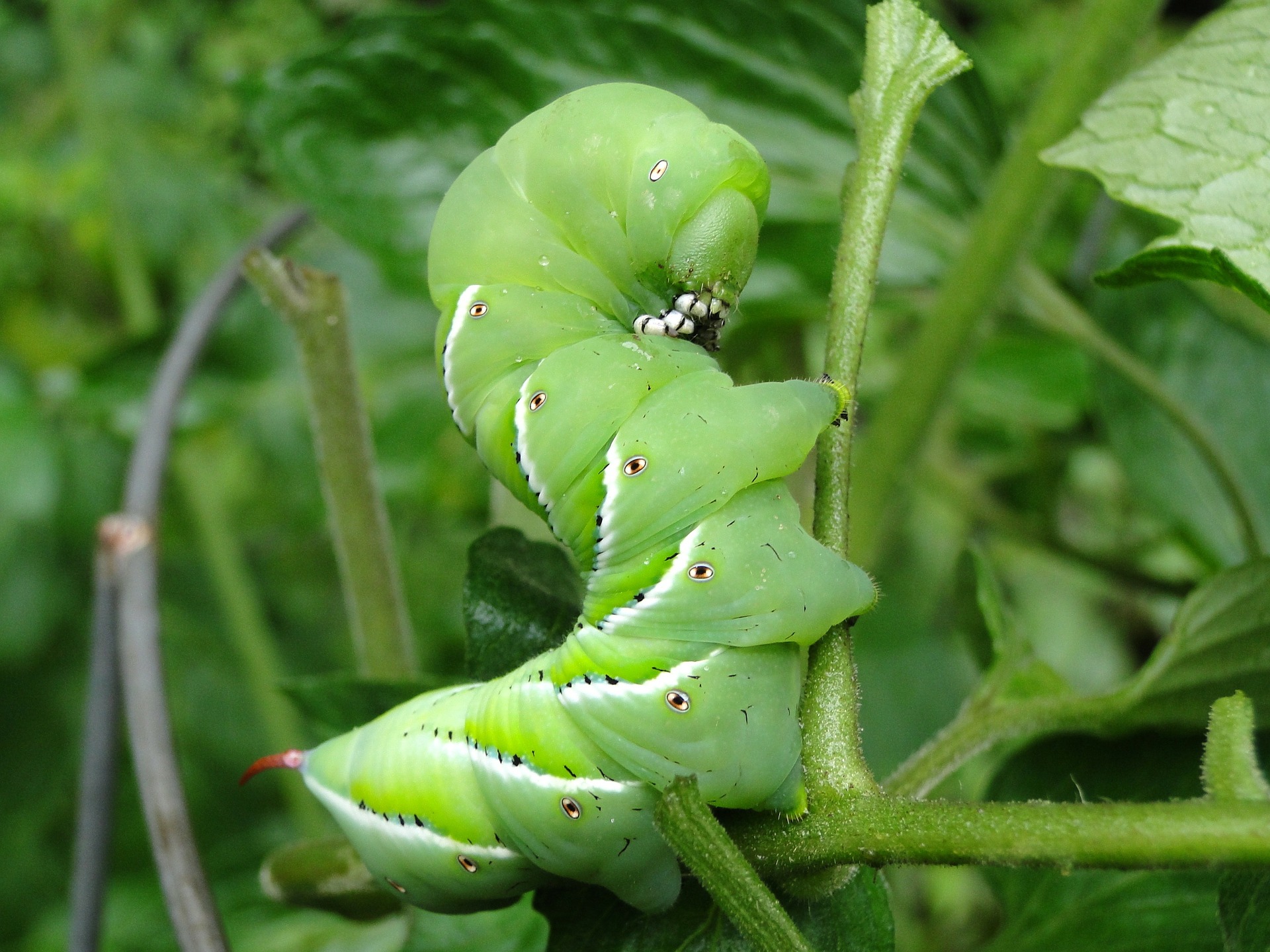 traiter son jardin