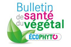 BSV (Bulletin de Santé du Végétal) Maraîchage n°156