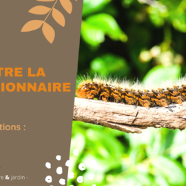 Mettez fin aux processionnaires du pin !