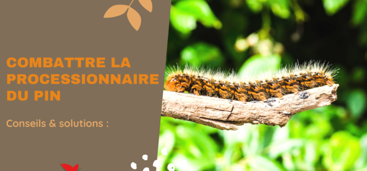 Mettez fin aux processionnaires du pin !