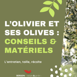 L’olivier et ses olives : conseils & matériels 🌿 L’olivier et ses olives : conseils & matériels 🌿