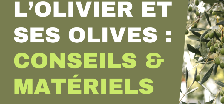 L’olivier et ses olives : conseils & matériels 🌿