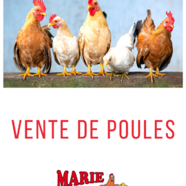 Les dates d’animations de volailles vivantes 2022 Les dates d’animations de volailles vivantes 2022