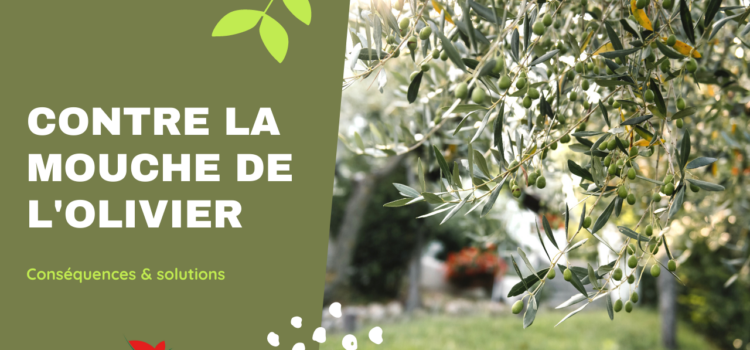 Comment se prémunir contre la mouche de l’olivier, cet insecte ravageur ?