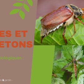Tipules et Hannetons : nos solutions biologiques !