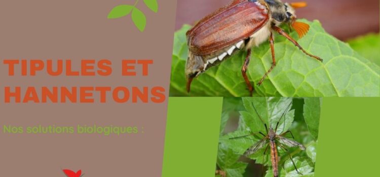 Tipules et Hannetons : nos solutions biologiques !