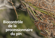 Biocontrôle de la chenille processionnaire du pin