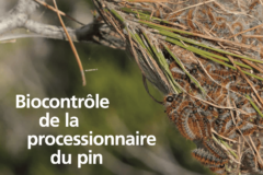 Biocontrôle de la chenille processionnaire du pin