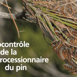 Biocontrôle de la chenille processionnaire du pin