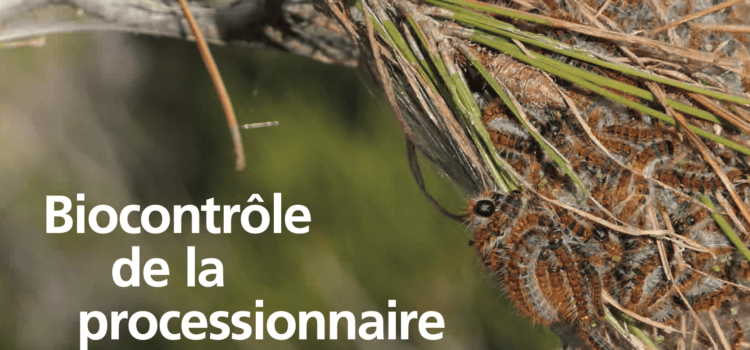 Biocontrôle de la chenille processionnaire du pin