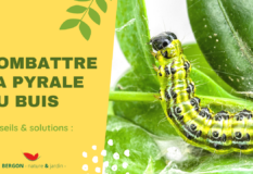 Combattre la Pyrale du Buis : On a la solution !