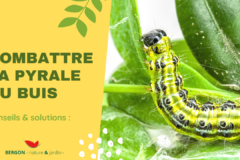 Combattre la Pyrale du Buis : On a la solution !
