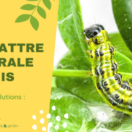Combattre la Pyrale du Buis : On a la solution !